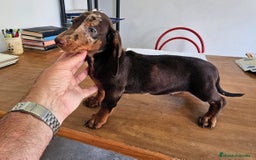 Teckel perros en venta: Precioso teckel chocolate  - Imagen 1