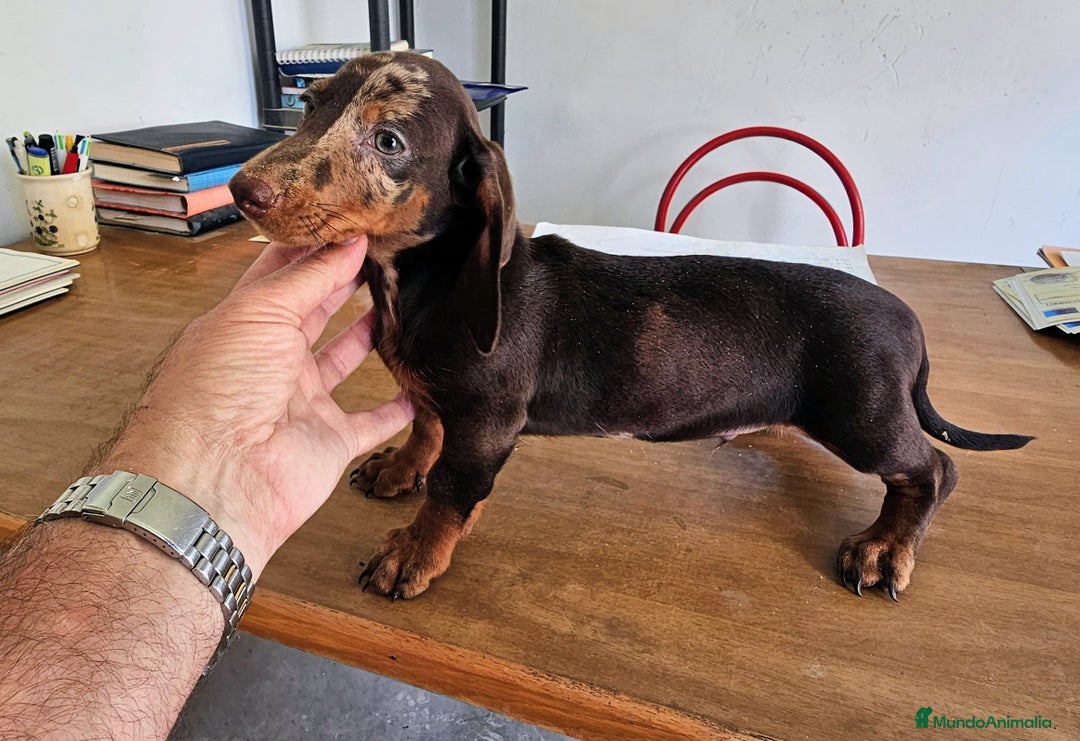 Teckel perros en venta: Precioso teckel chocolate  - Imagen 1