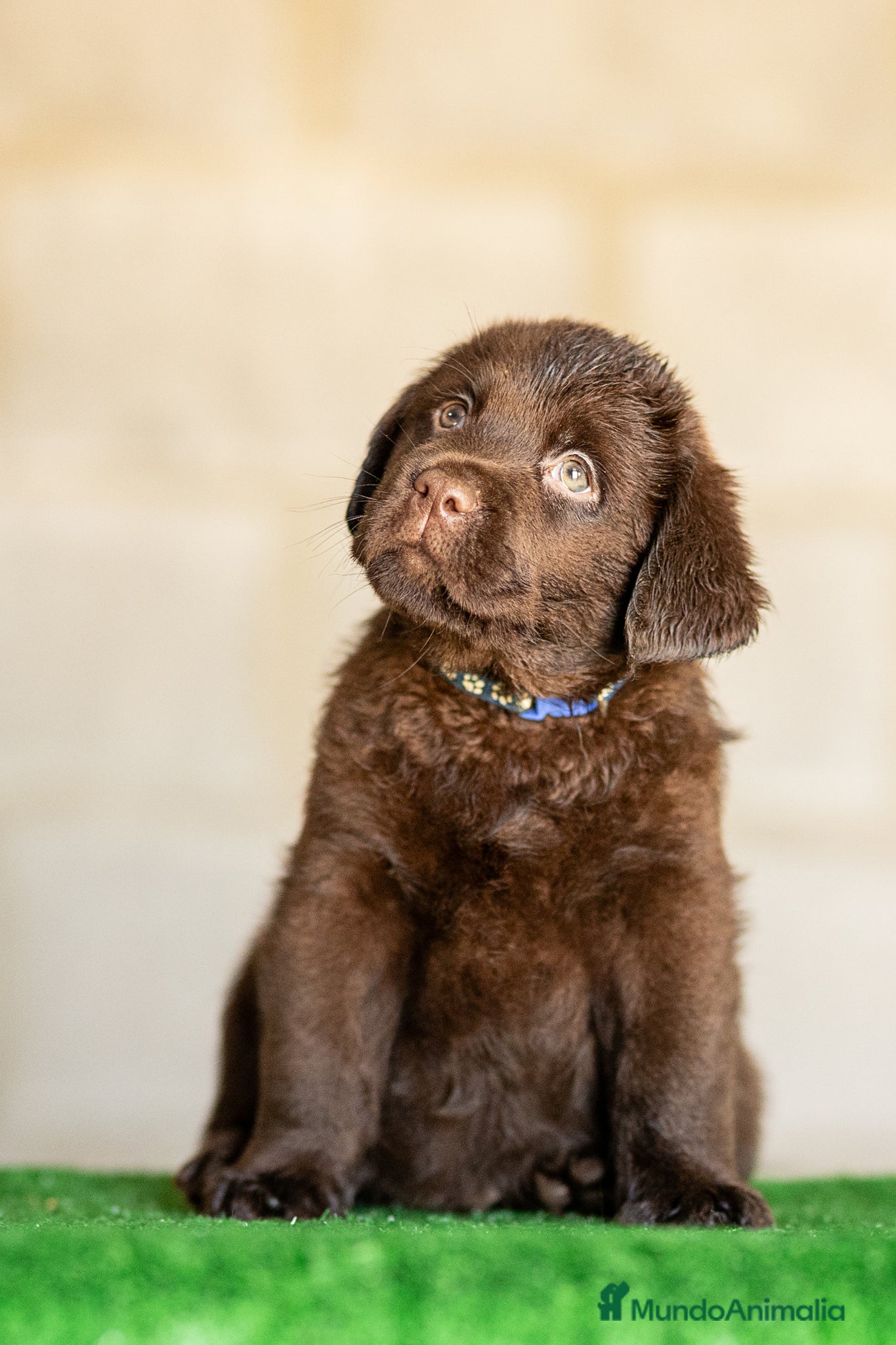 Labrador Retriever perros en venta: LABRADOR CHOCOLATE DISPONIBLE - Anuncio 6