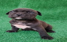 American Bully perros en venta: American Bully pocket disponibles  - Anuncio 6