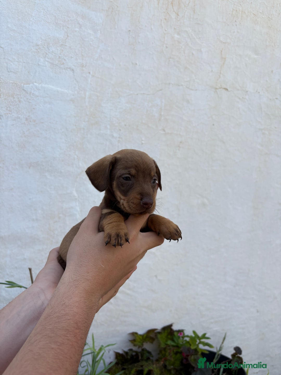 Teckel perros en venta: Teckel miniatura y kaninchen  - Anuncio 3