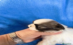 Shih Tzu perros en venta: Shihtzu - Imagen 1