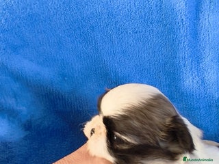 Shih Tzu perros - Anuncio 1