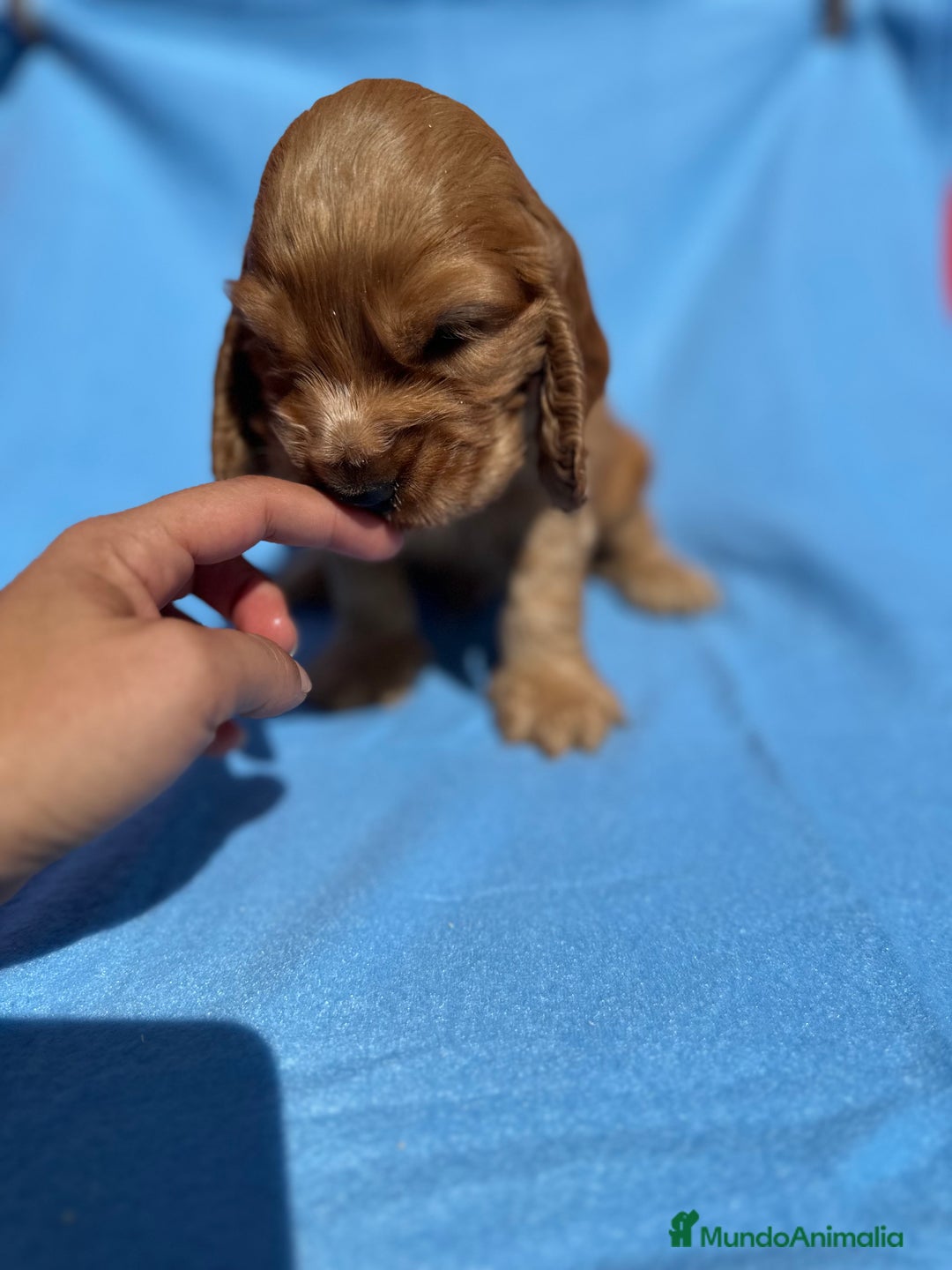 Cocker Spaniel Inglés perros en venta: COCKER SPANIEL DISPONIBLES - Imagen 2