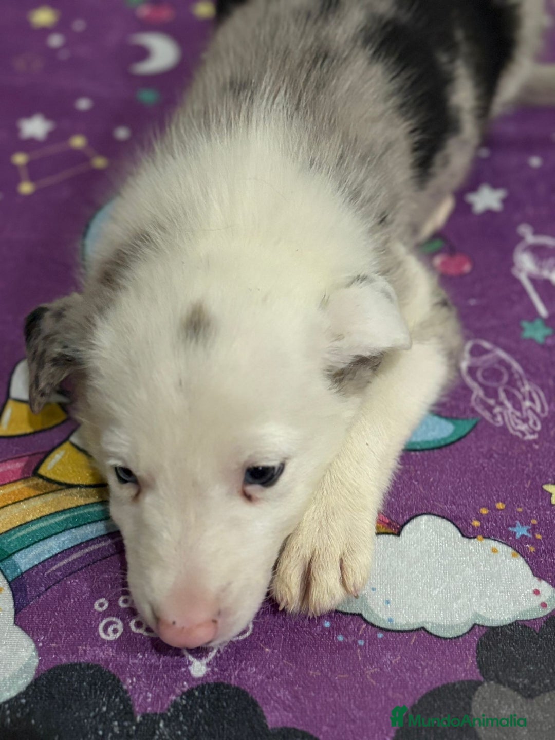 Border Collie perros en venta: Border collie  - Imagen 21