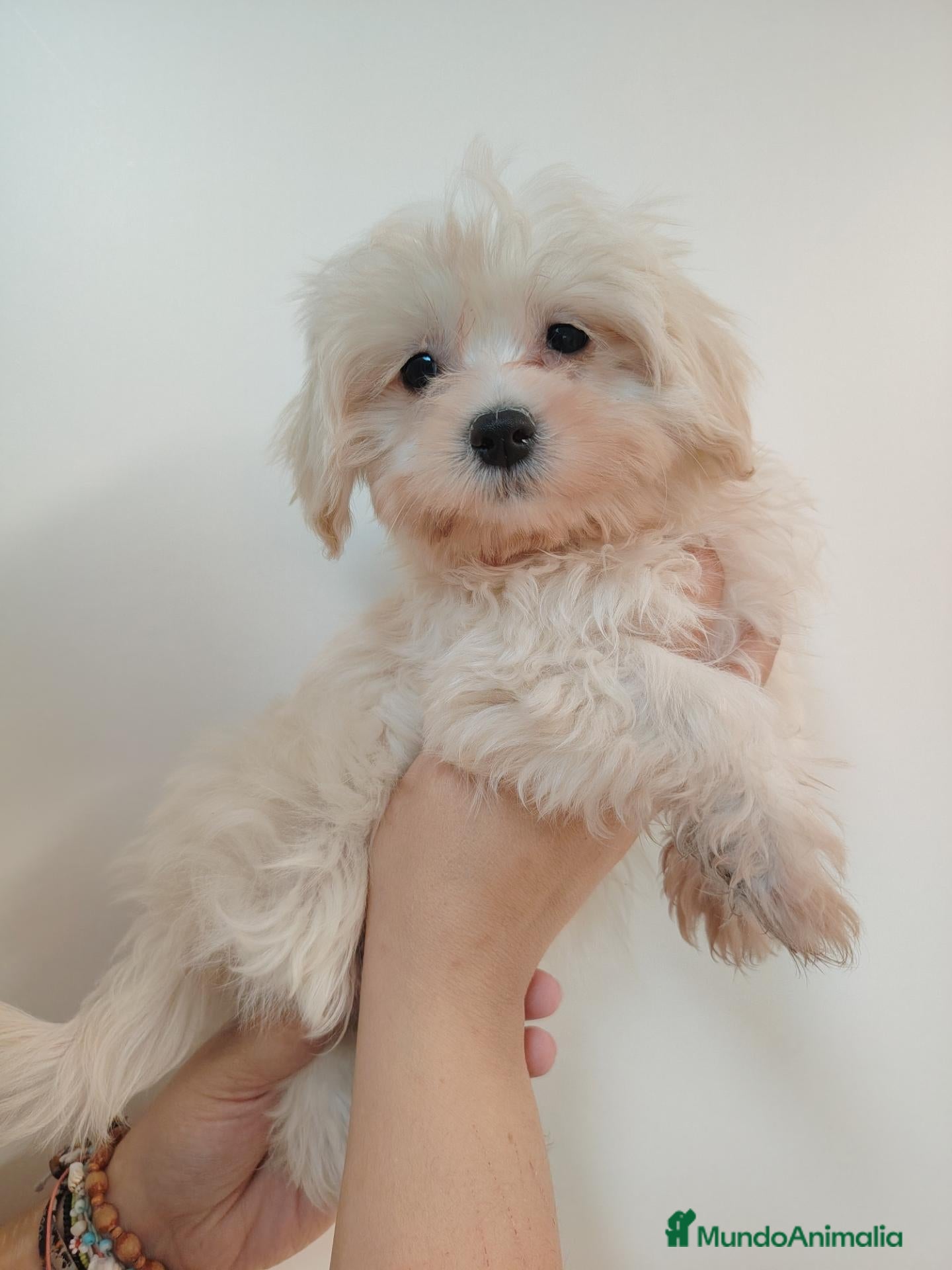 Bichón Maltés perros Bichones  - Anuncio 1