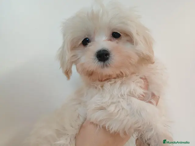 Bichón Maltés perros en venta: Bichones - Anuncio 2