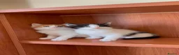 Maine Coon gatos en venta: Maine Coon - Anuncio 2