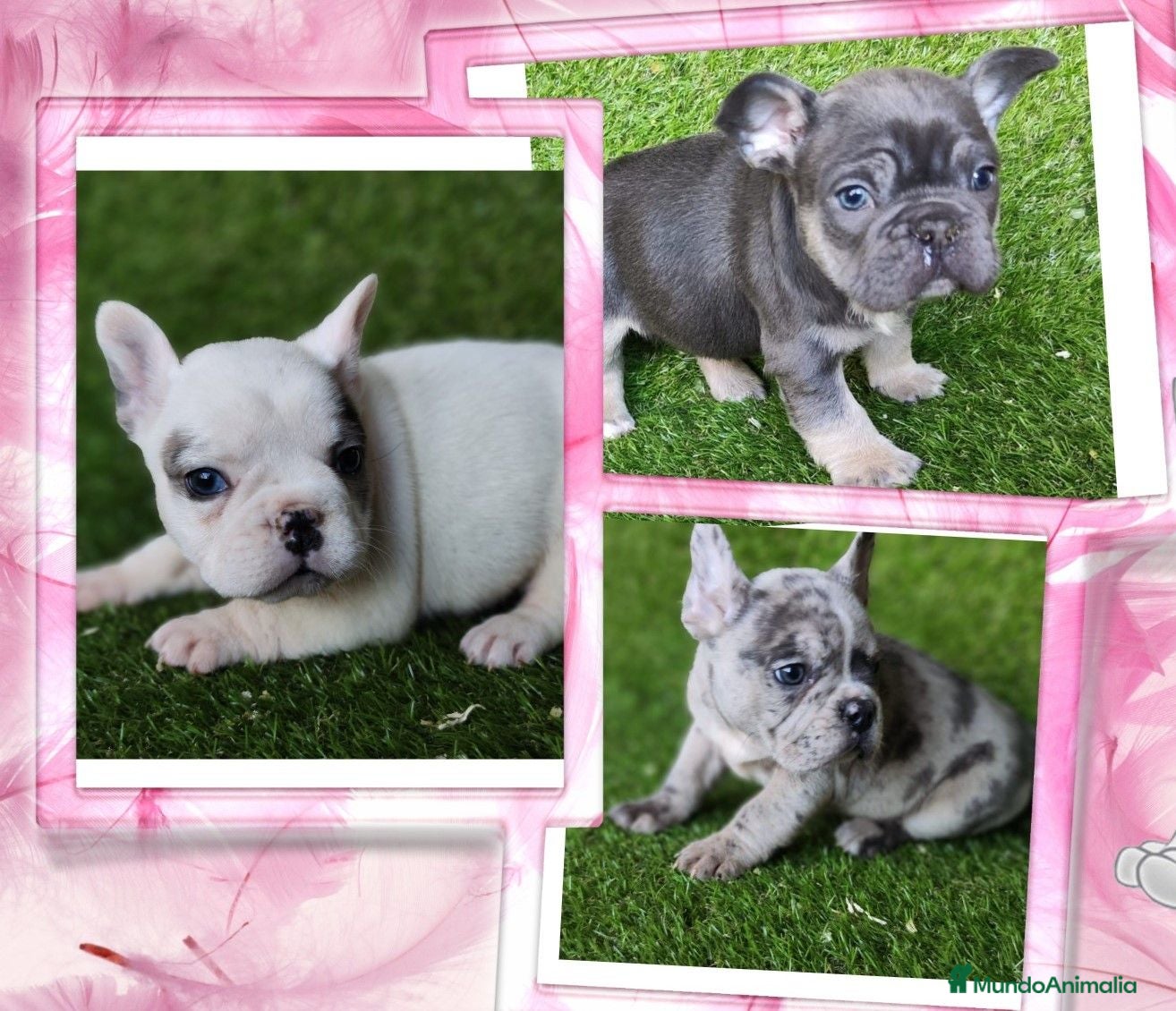 Bulldog Francés perros Bulldog frances variedad de colores - Anuncio 2