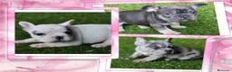 Bulldog Francés perros en venta: Bulldog frances variedad de colores - Anuncio 1