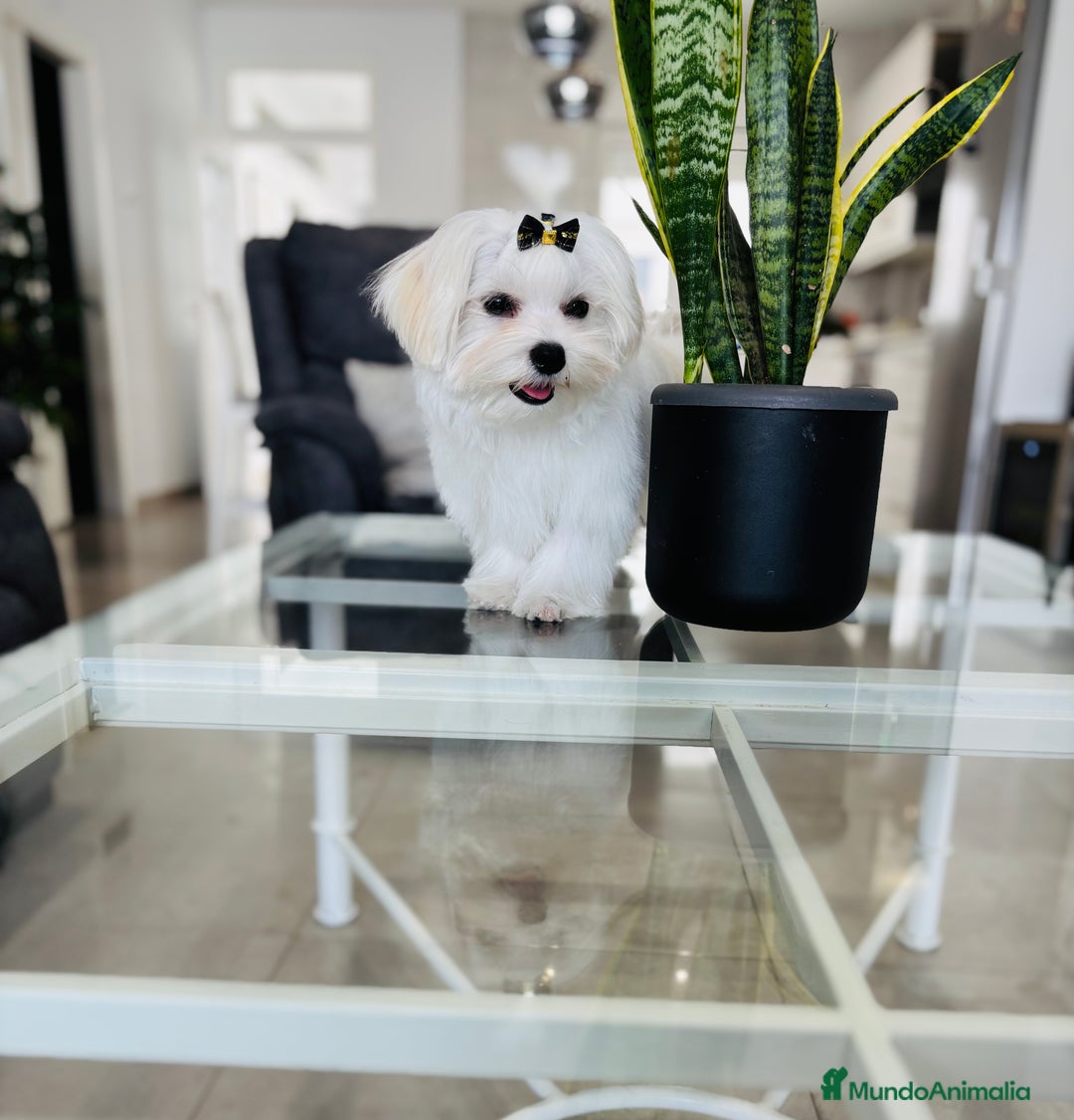 Bichón Maltés perros en venta: Bichon maltes macho tamaño pequeño - Imagen 1