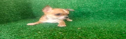Chihuahua perros en venta: Chihuahua  - Anuncio 3