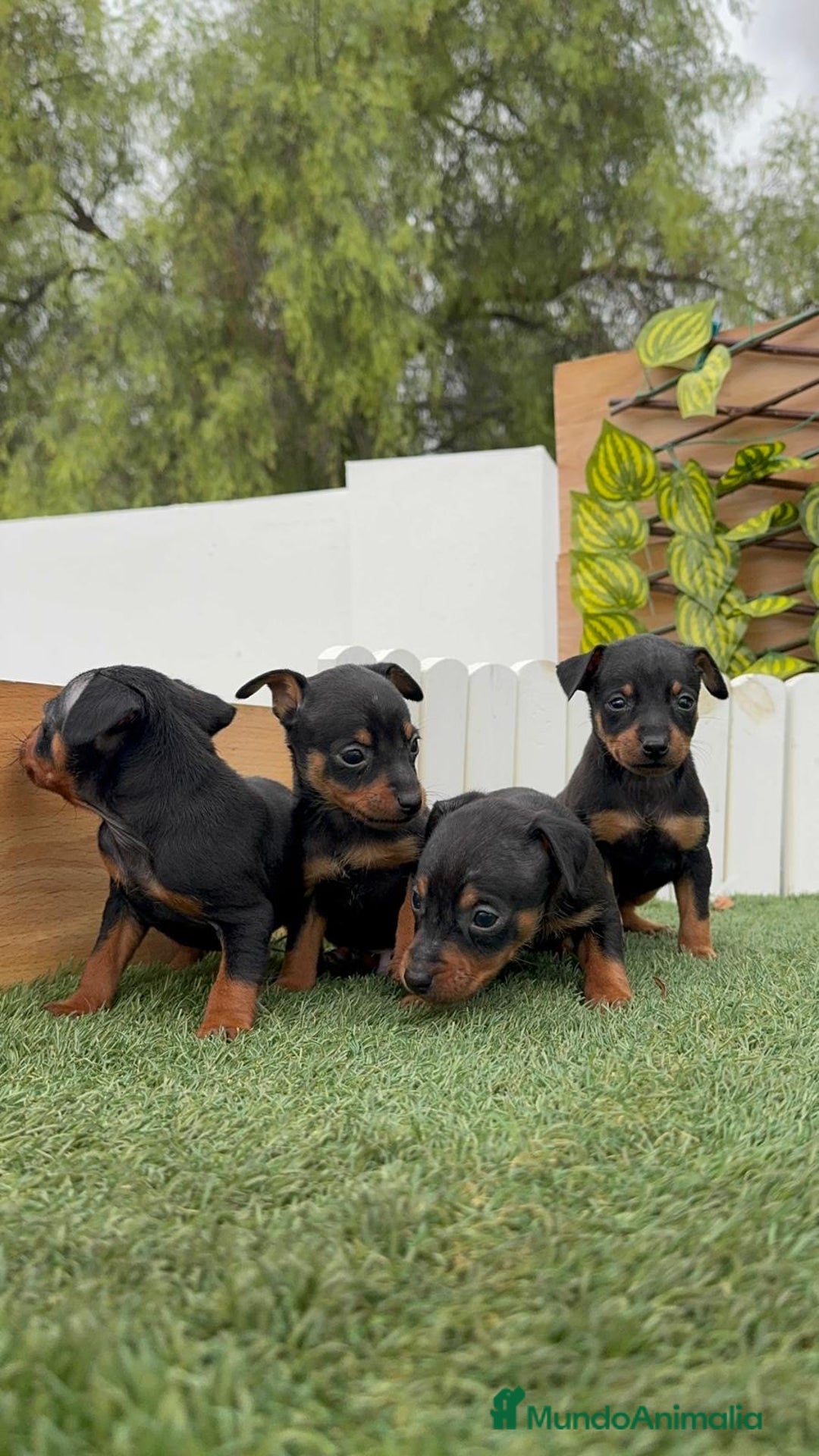 Pinscher Miniatura perros en venta: PINSCHER MINIATURA  - Imagen 24