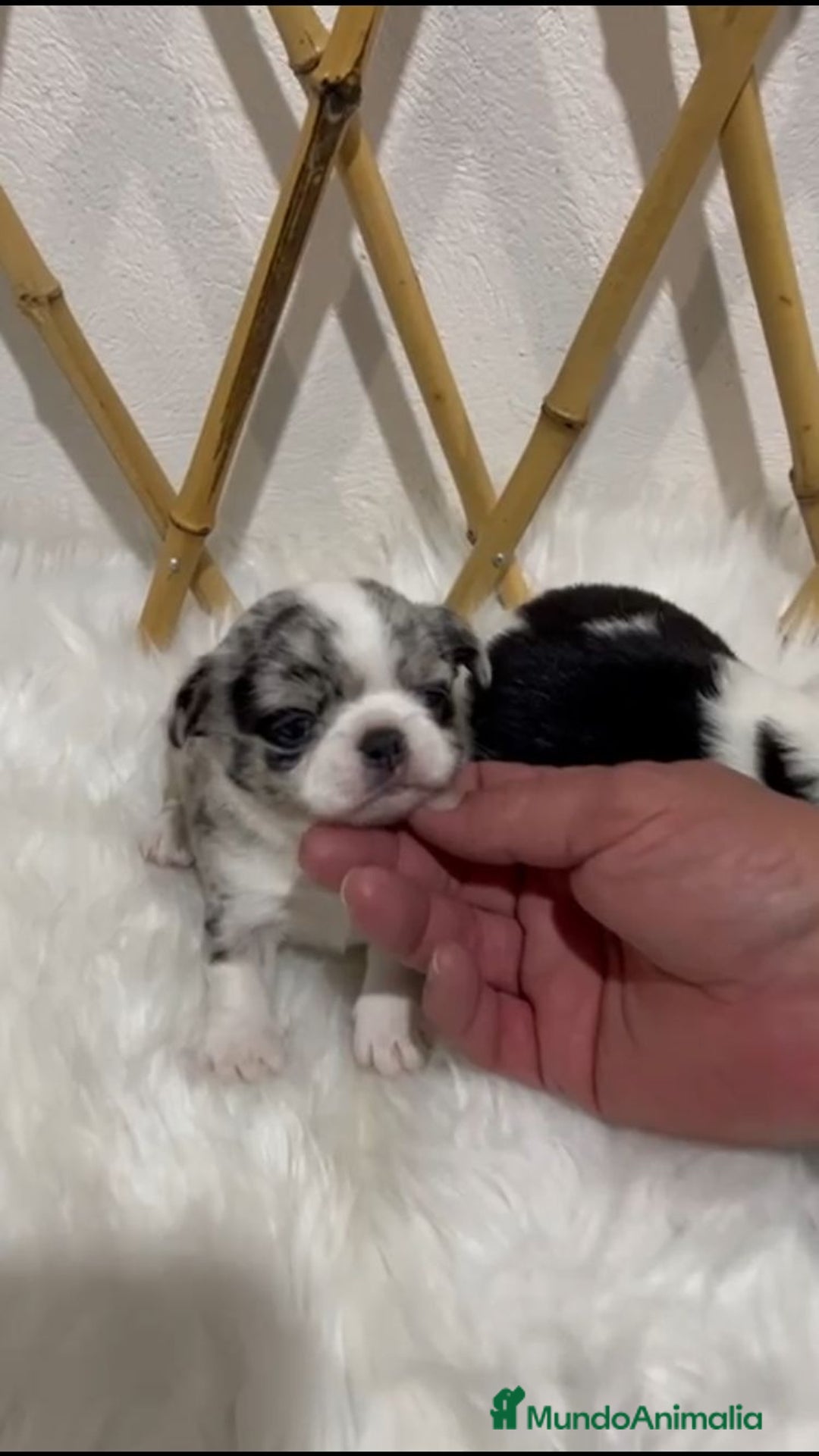 Chihuahua perros en venta: CHIHUAHUA MINI TOY  - Anuncio 1