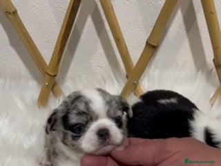 Chihuahua perros CHIHUAHUA MINI TOY - Anuncio 1