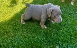 American Bully perros en venta: American bully bebés preciosos - Imagen 1