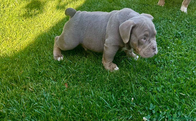 American Bully perros - Propaganda 2