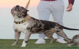 American Pit Bull Terrier perros en venta: American pitbull terrier criados en casa - Imagen 11