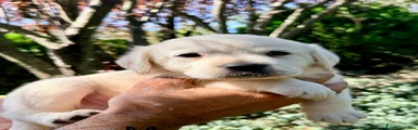 Labrador Retriever 9