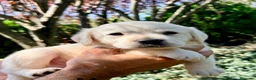 Labrador Retriever perros en venta: CADELLS DE LABRADOR RETRIEVER 🤎🐶 - Anuncio 9