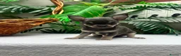 Chihuahua perros en venta: CHIHUAHUA BLUE - MACHO - Anuncio 1