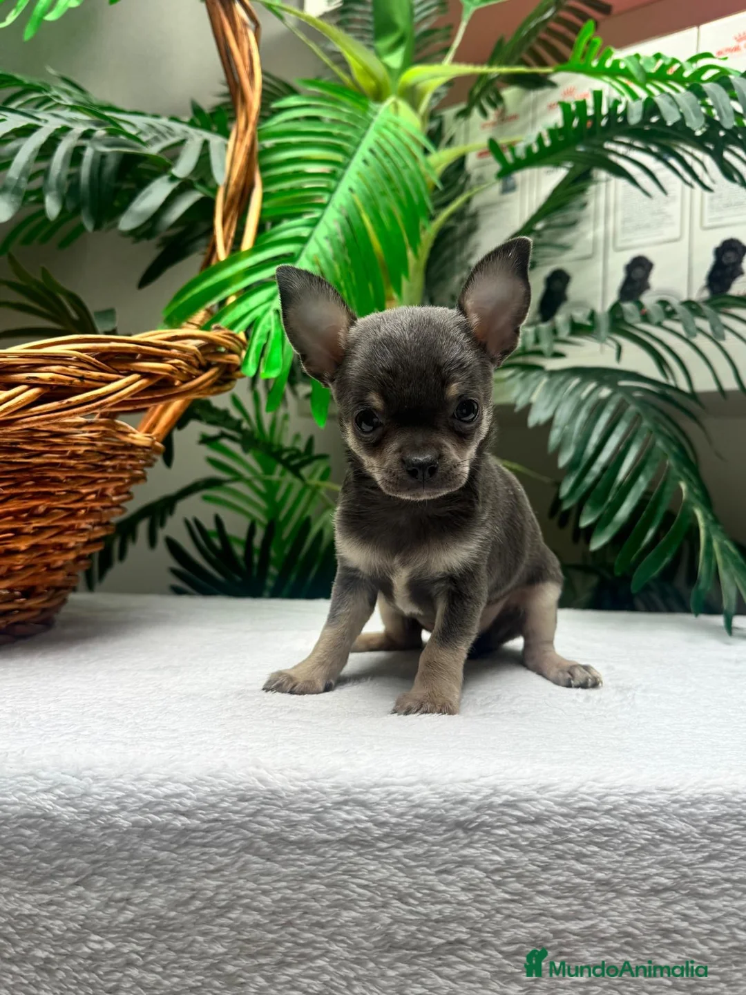 Chihuahua perros en venta: CHIHUAHUA BLUE - MACHO - Anuncio 1