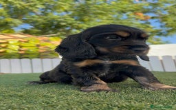 Cocker Spaniel Inglés perros en venta: COCKER SPANIEL INGLES - Imagen 8