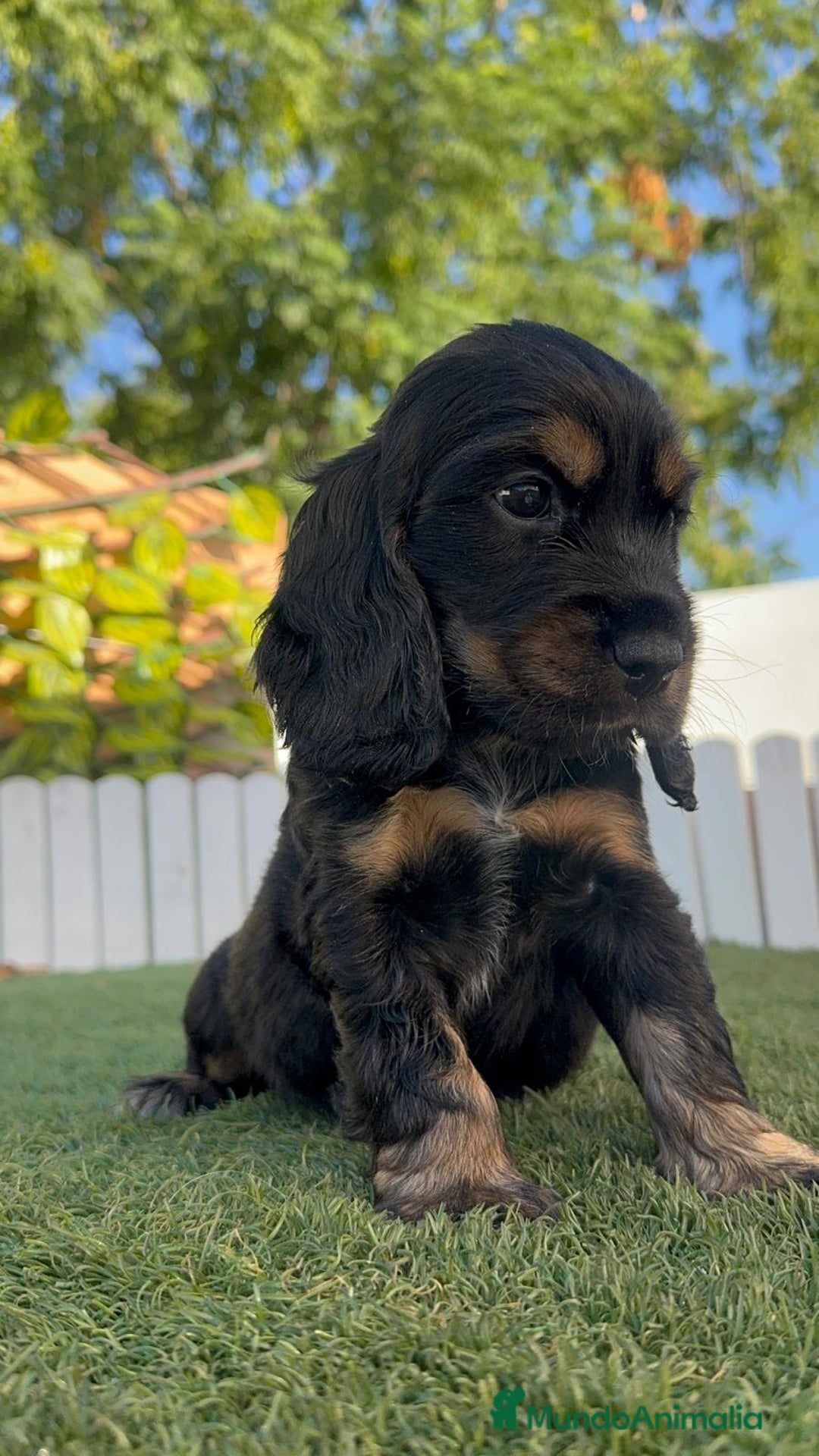 Cocker Spaniel Inglés perros en venta: COCKER SPANIEL INGLES - Imagen 8