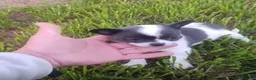 Chihuahua perros en venta: Chihuhua macho - Anuncio 1