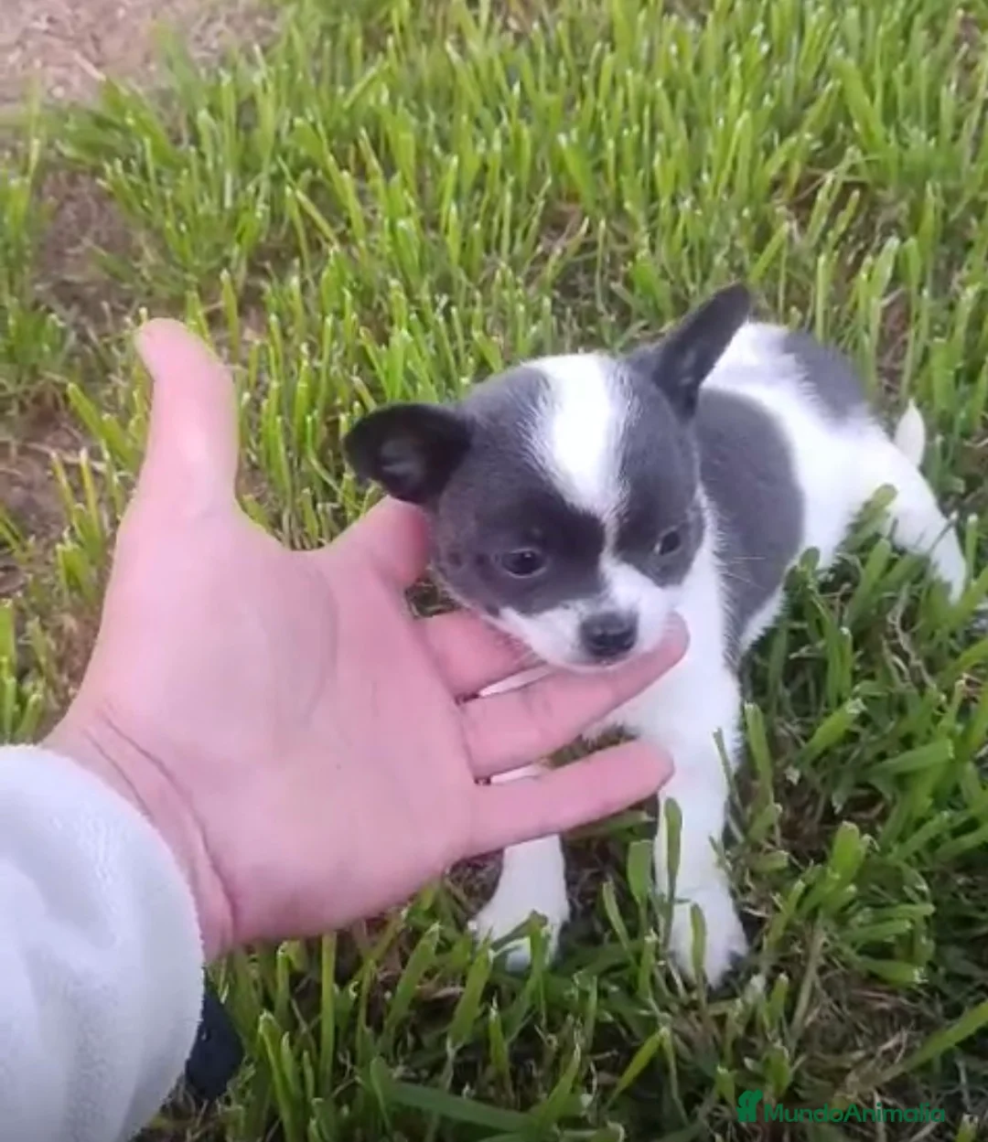Chihuahua perros en venta: Chihuhua macho - Anuncio 1