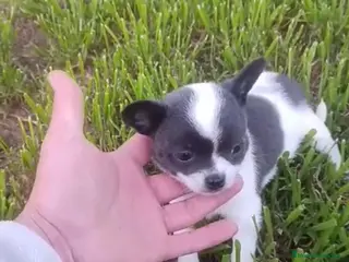 Chihuahua perros Chihuhua macho - Anuncio 1