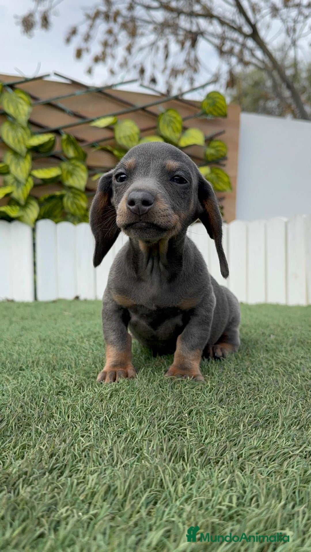 Teckel Miniatura perros en venta: TECKEL MINIATURA - Anuncio 4