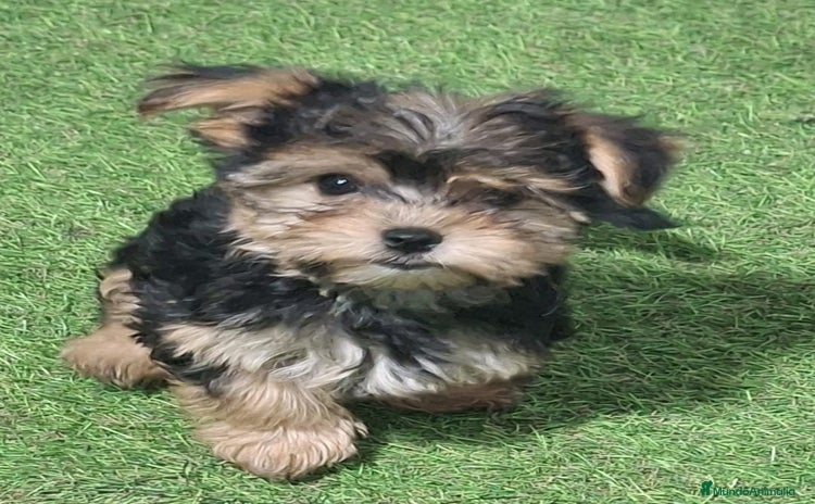 Yorkshire Terrier perros - Anuncio 1
