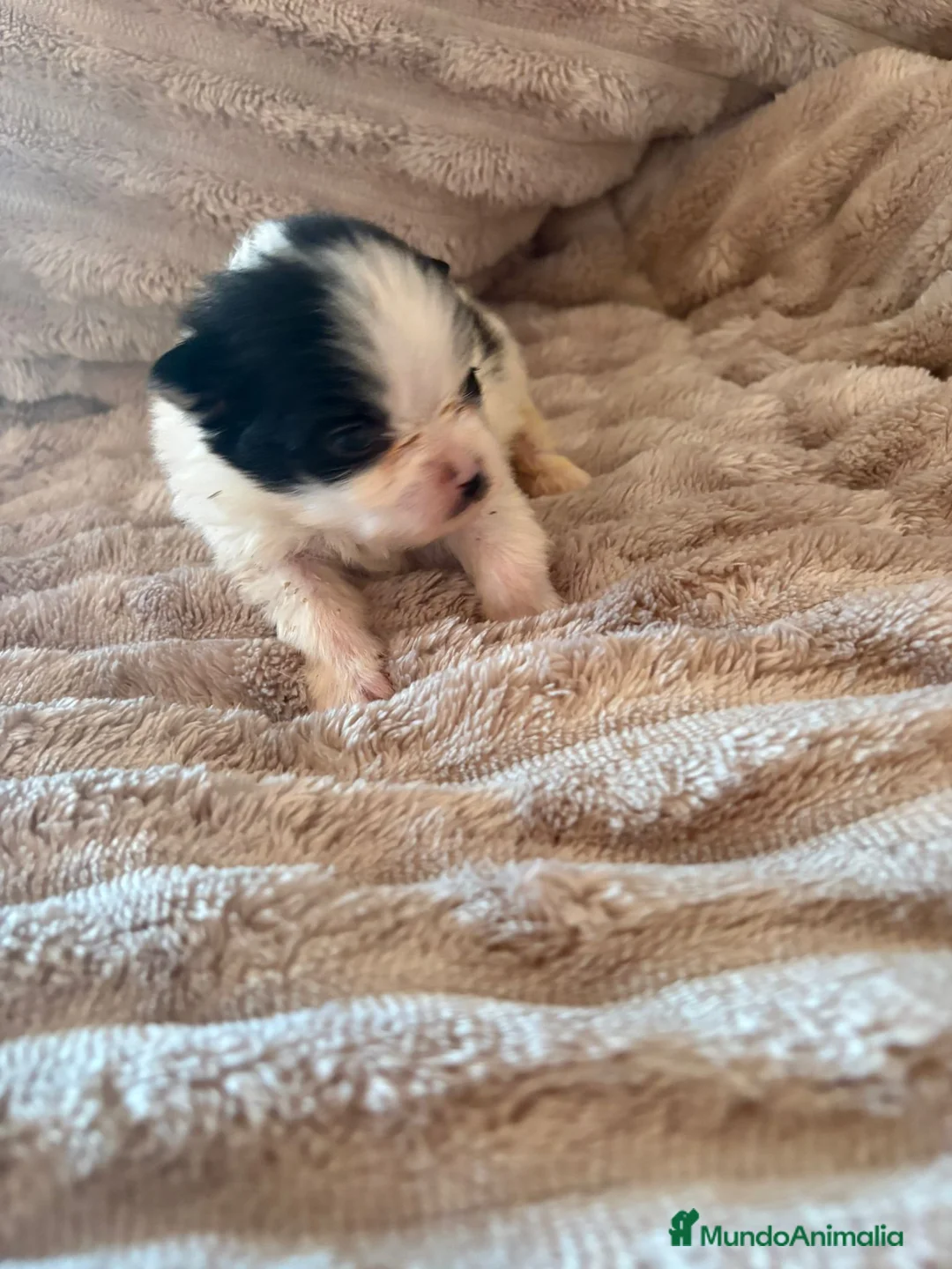 Pomerania perros en venta: Lulu Pomerania macho Party  Pele y Mele son papas  - Anuncio 2