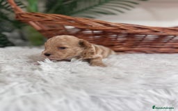 Caniche Toy perros en venta: CANICHE TOY MACHCO - Imagen 2