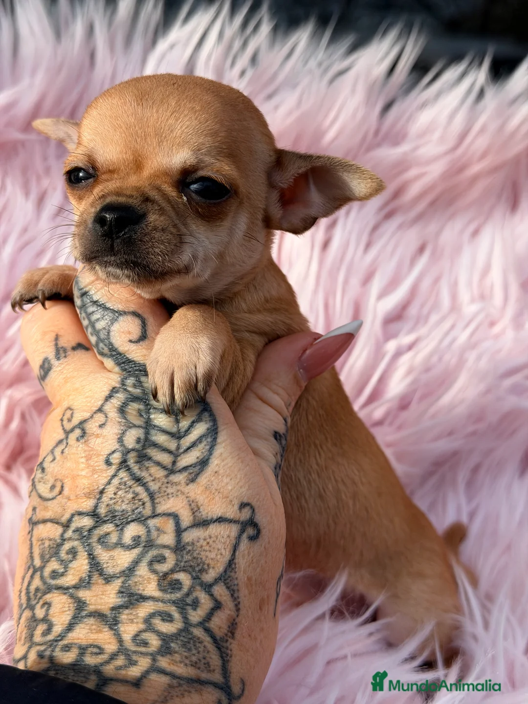 Chihuahua perros en venta: Chihuahua crema Minitoy  - Anuncio 6