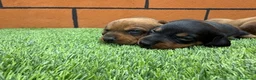Teckel perros en venta: TECKEL - Anuncio 1