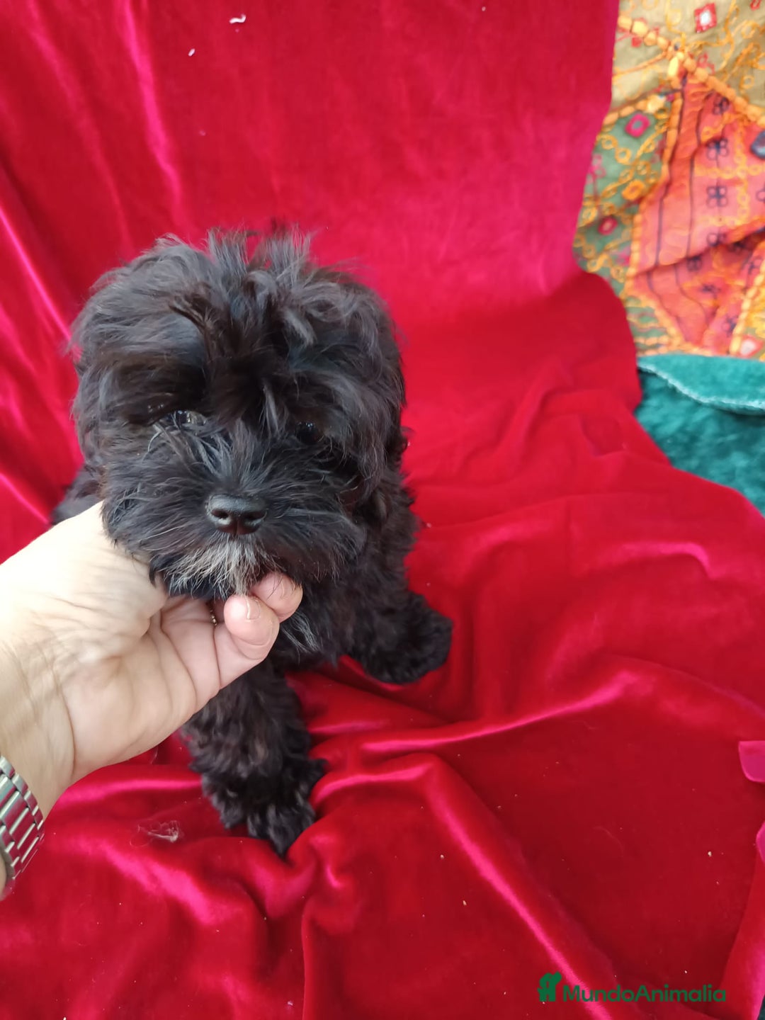 Maltipoo perros en venta: Maltipoo en Cádiz - Imagen 18