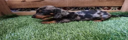 Teckel Miniatura perros en venta: Teckel kaninchen  - Anuncio 2