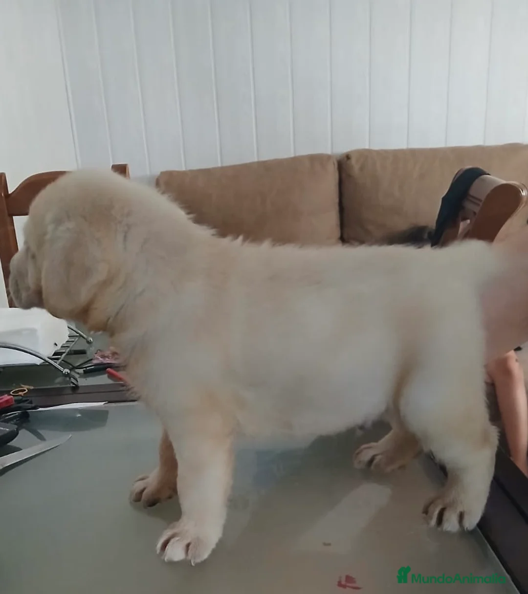 Labrador Retriever perros en venta: Labrador retriever dorado🐶🐾 - Anuncio 9