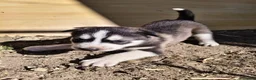 Husky Siberiano perros en venta: HUSKY - Anuncio 2