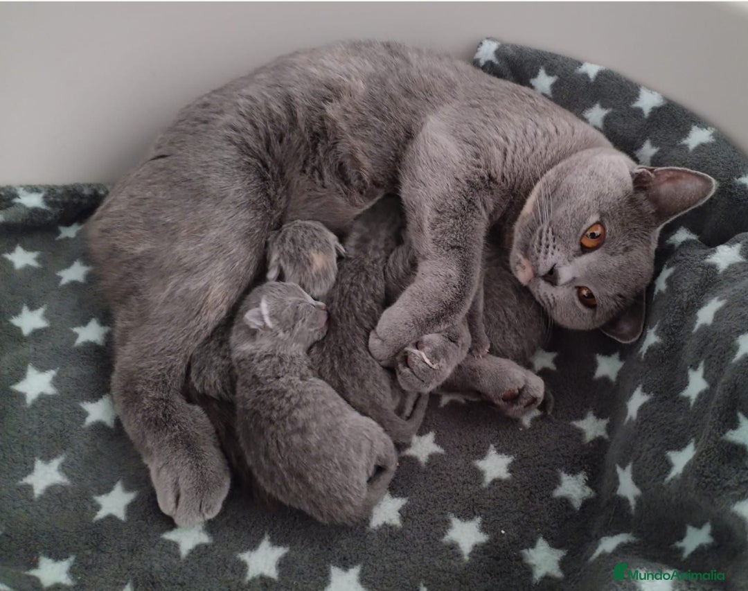 Británico de Pelo Corto Azul gatos en venta: British Shorthair Preciosas - Anuncio 6