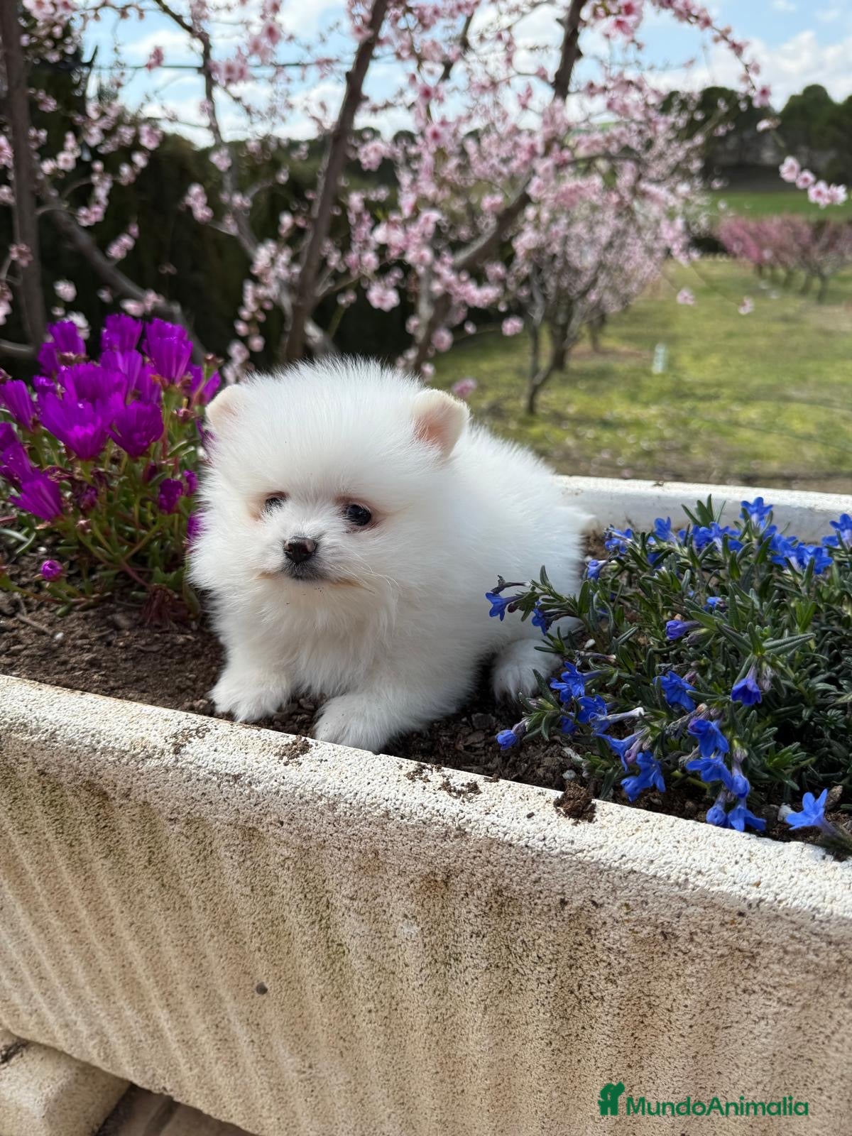 Pomerania perros Pomerania pequeñitos de tamaño !!! - Anuncio 1