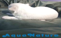 Bichón Maltés perros en venta: Bichon Maltes Macho 1 AQUANATURA - Imagen 4