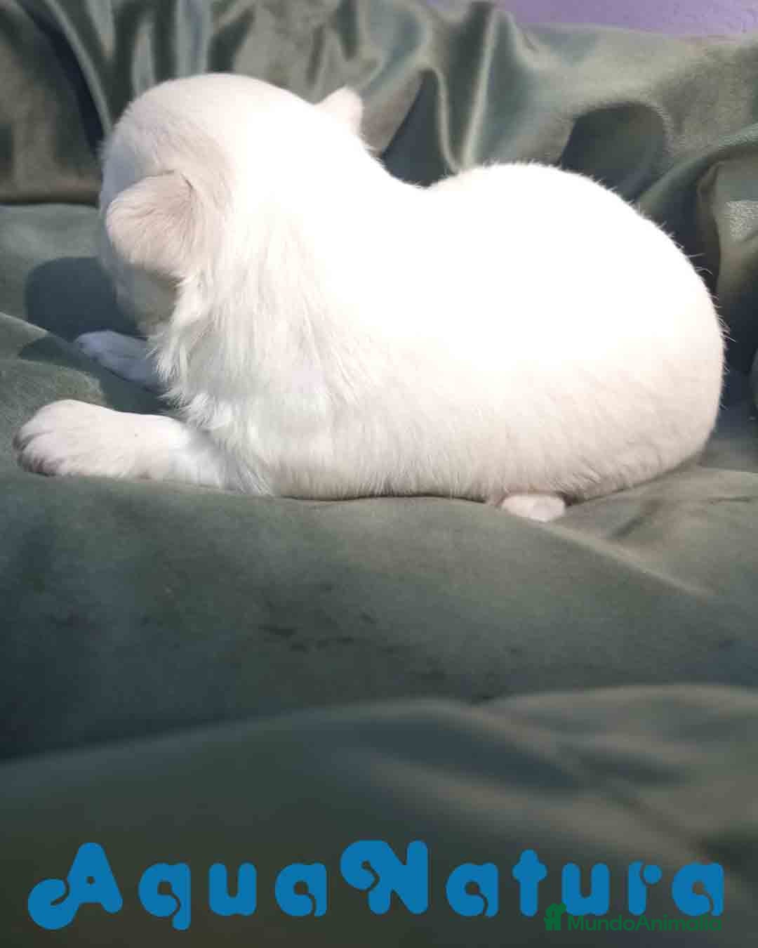 Bichón Maltés perros en venta: Bichon Maltes Macho 1 AQUANATURA - Imagen 4