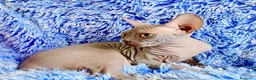 Sphynx gatos en venta: cachorro macho blue sphynx - Anuncio 1