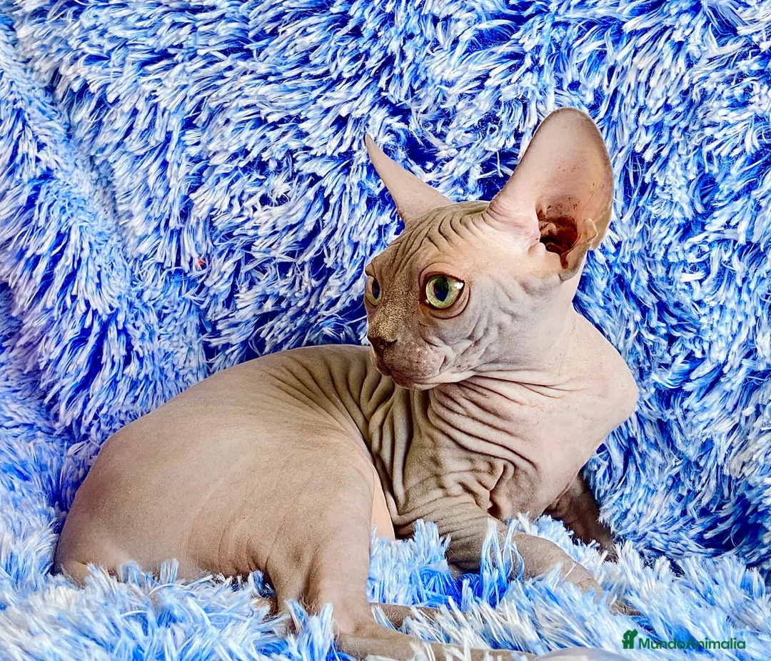 Sphynx gatos en venta: cachorro macho blue sphynx - Anuncio 1