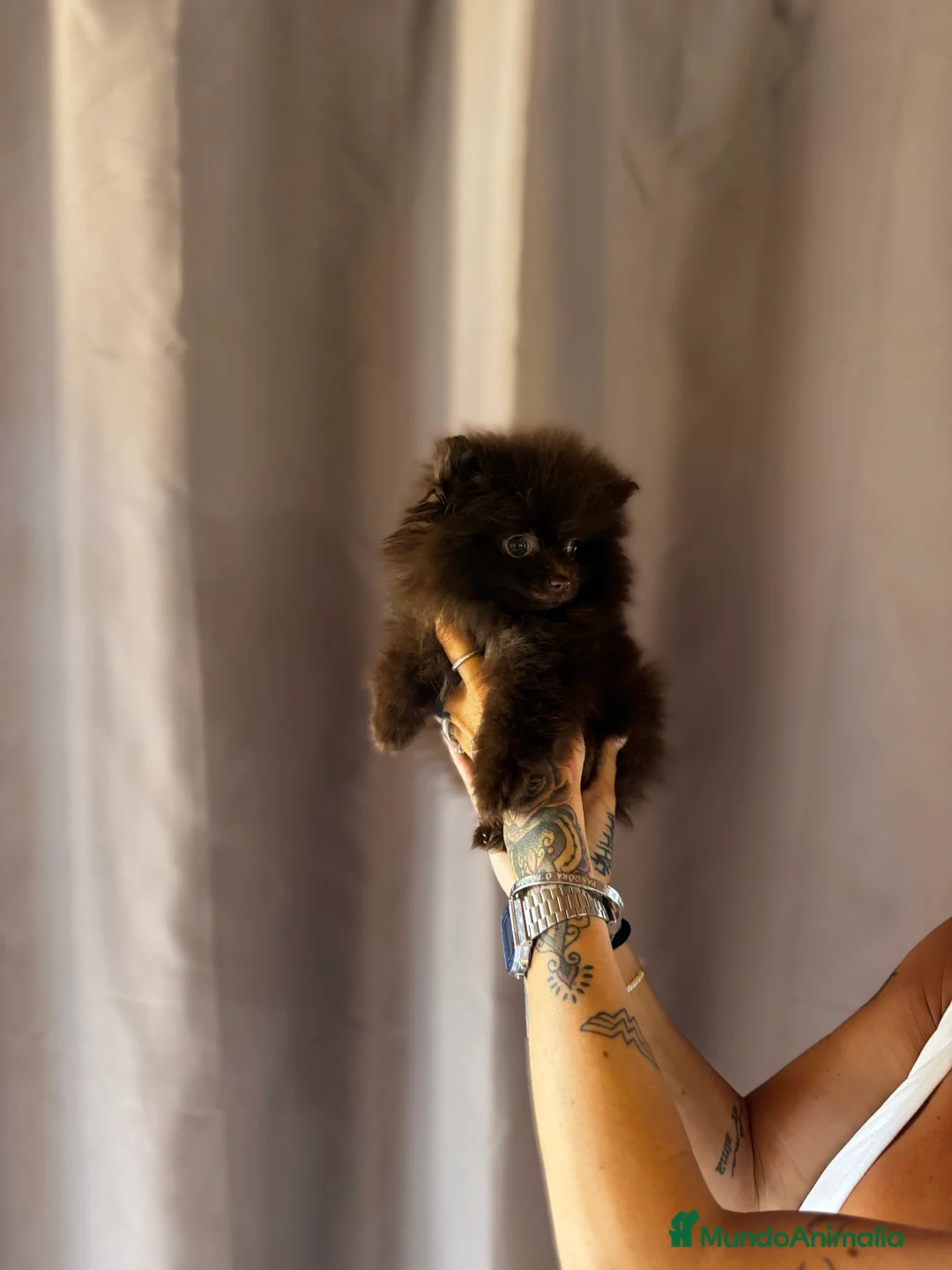 Pomerania perros en venta: Pomerania de calidad superior en Illes Balears - Anuncio 6