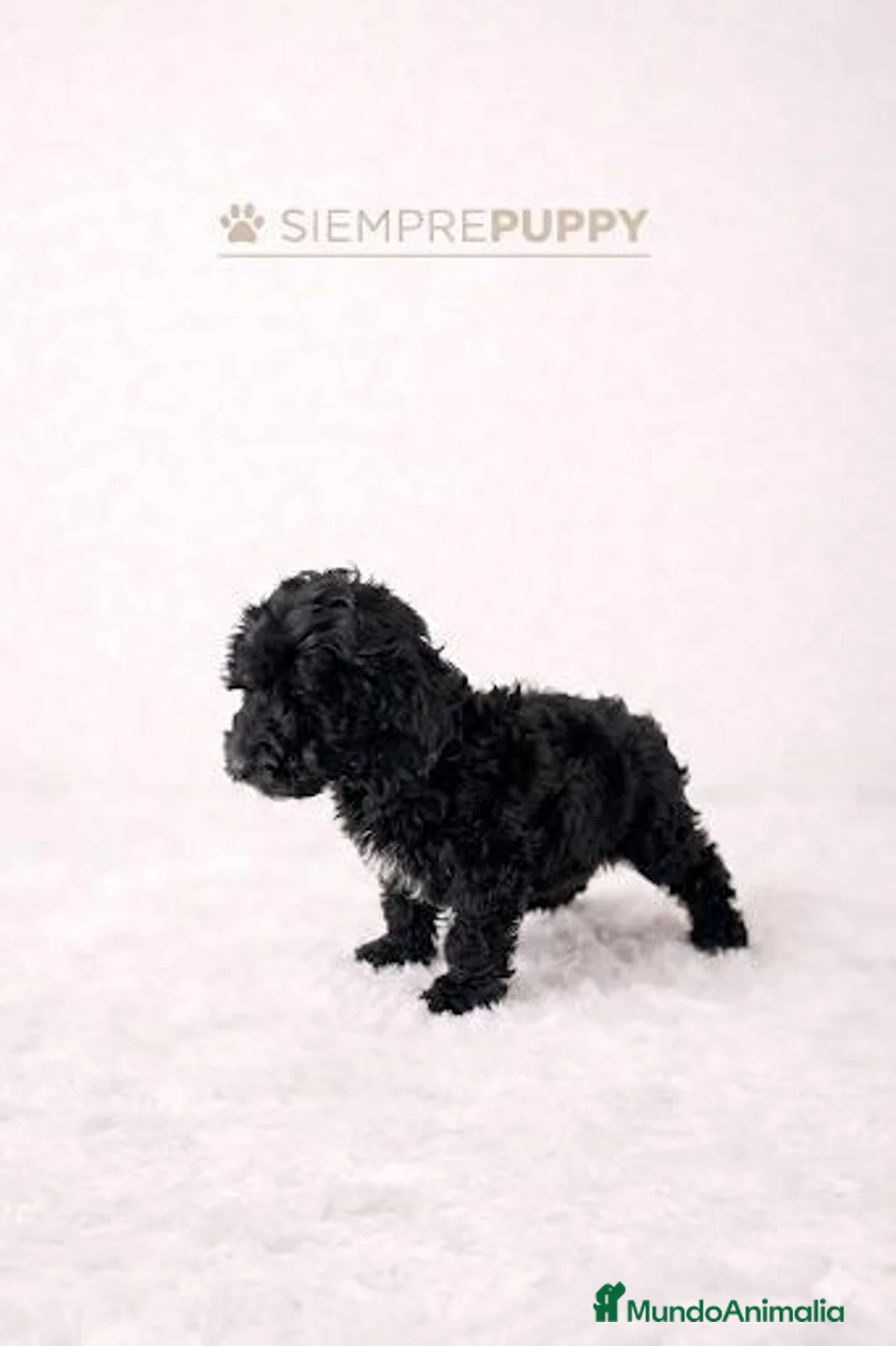 Cockapoo perros en venta: CACHORRITOS COCKAPOO - Anuncio 2