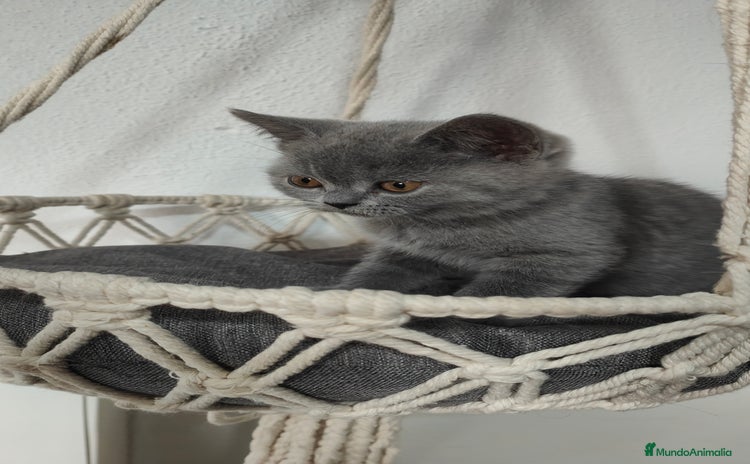 Británico de Pelo Corto gatos en Salamanca - Anuncio 3